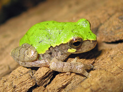 Bird-Voiced Treefrog photo 5