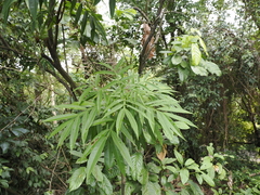 Lepisanthes alata, photograph (c) Lucas Christofides, some rights reserved (CC BY)