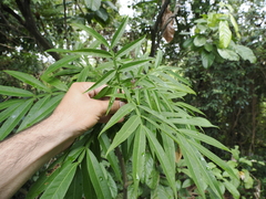 Lepisanthes alata, photograph (c) Lucas Christofides, some rights reserved (CC BY)