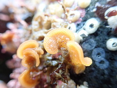 Primavelans insculpta