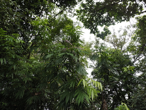 Image of Common tree vine by (c) Lucas Christofides, some rights reserved (CC BY)