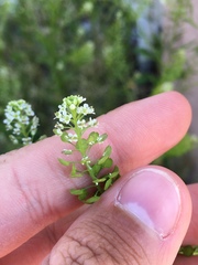 Lepidium virginicum