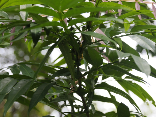 Lepisanthes alata, photograph 4