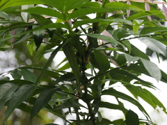 Lepisanthes alata, photograph (c) Lucas Christofides, some rights reserved (CC BY)