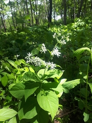Vincetoxicum ascyrifolium