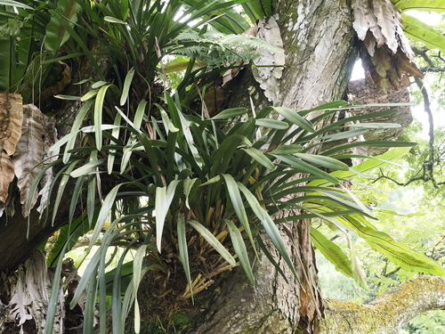 Image of Cymbidium finlaysonianum by (c) Lucas Christofides, some rights reserved (CC BY)