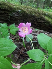 Paeonia obovata