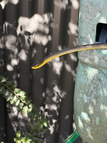 Common Tree Snake sighting