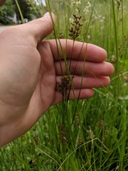 Juncus gerardi