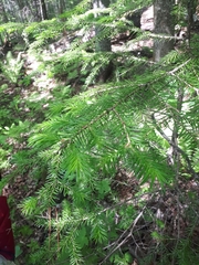 Picea jezoensis