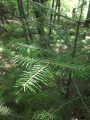 Abies nephrolepis