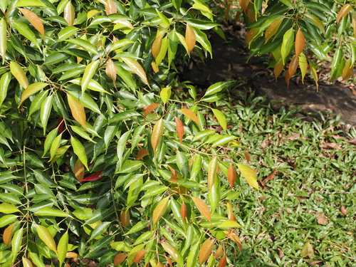 Small-leaved oil fruit (Elaeocarpus mastersii)