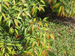 Elaeocarpus mastersii