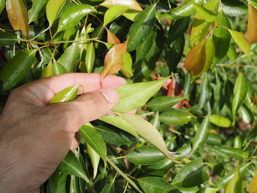 Elaeocarpus mastersii, photograph 1