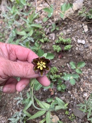 Fritillaria affinis