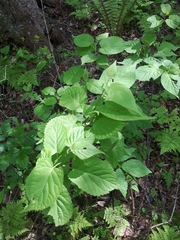 Actinidia kolomikta