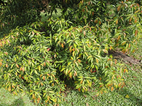 Image of Elaeocarpus mastersii by (c) Lucas Christofides, some rights reserved (CC BY)