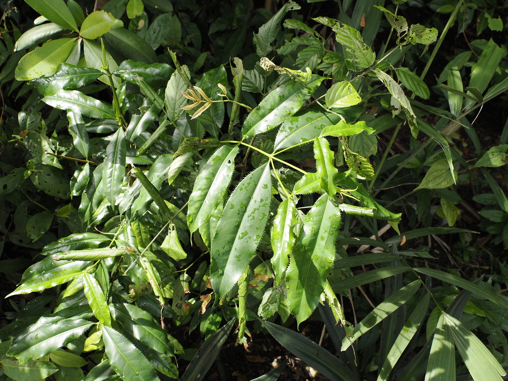 Xăng mả răng cưa – Carallia suffruticosa