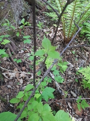 Actinidia kolomikta