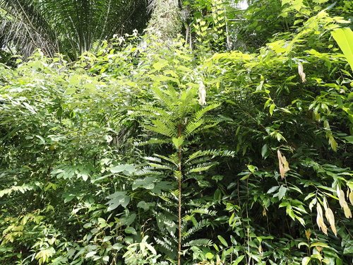 Image of Eurycoma longifolia by (c) Lucas Christofides, some rights reserved (CC BY)