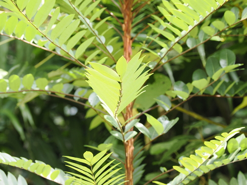 Image of Eurycoma longifolia by (c) Lucas Christofides, some rights reserved (CC BY)