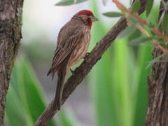 Haemorhous mexicanus