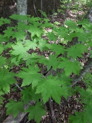 Acer pseudosieboldianum