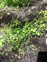 Chrysosplenium flagelliferum