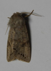 Orthosia revicta