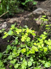 Chrysosplenium flagelliferum