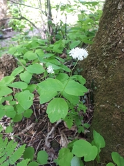 Thalictrum filamentosum