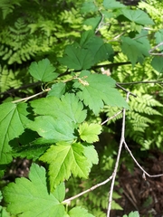 Ribes maximoviczianum