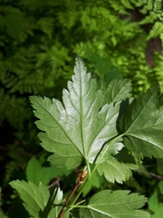 Ribes maximoviczianum