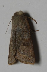 Orthosia revicta