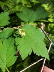Ribes maximoviczianum