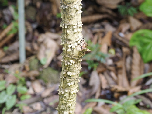 Image of Limahlania crenulata by (c) Lucas Christofides, some rights reserved (CC BY)