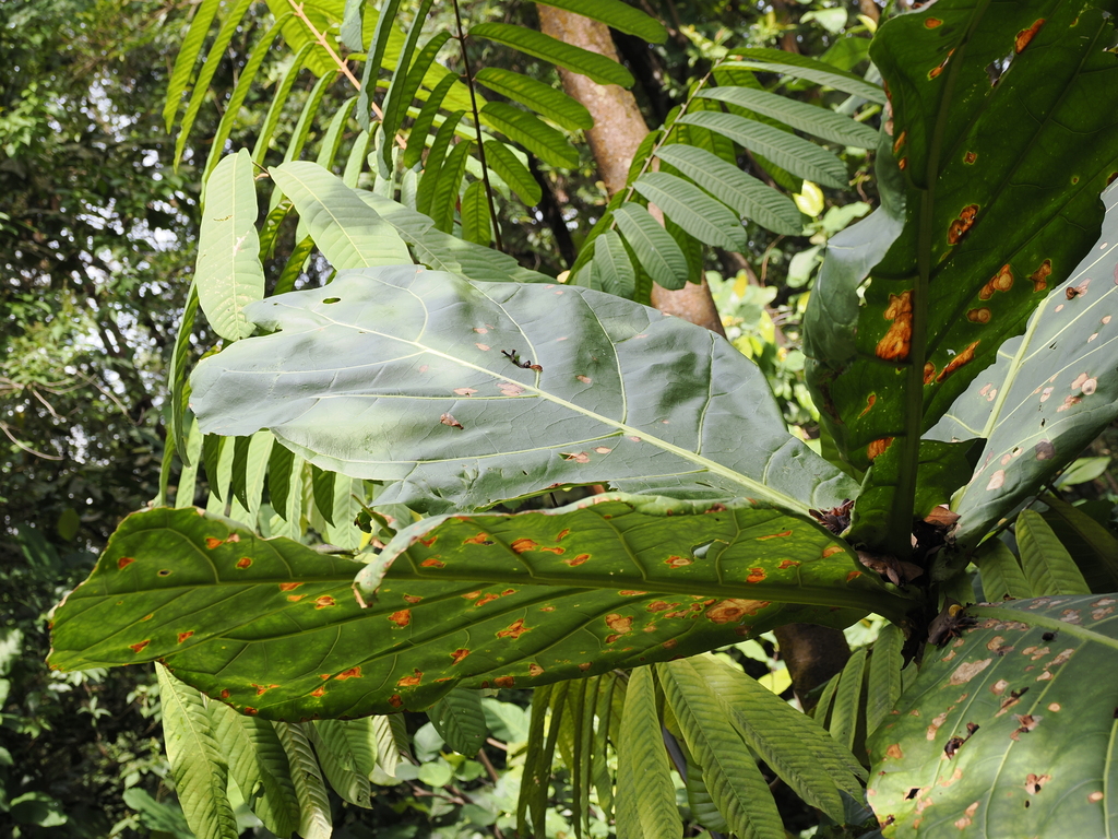 Bàng nước – Limahlania crenulata