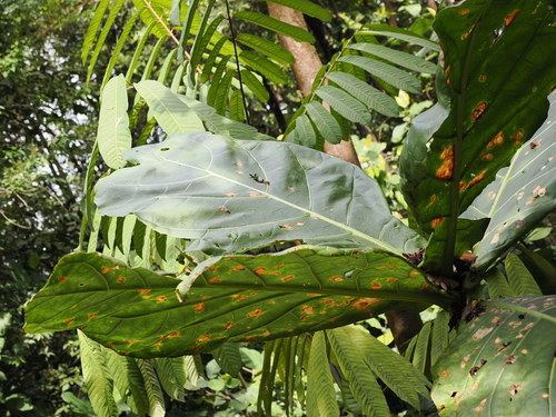 Cabbage tree (Limahlania crenulata)
