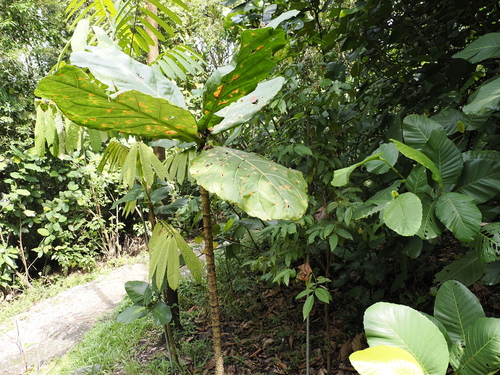 Image of Limahlania crenulata by (c) Lucas Christofides, some rights reserved (CC BY)