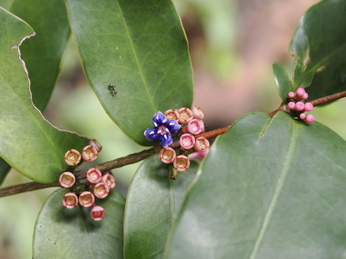 Memecylon caeruleum, photograph 5