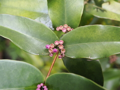 Memecylon caeruleum, photograph (c) Lucas Christofides, some rights reserved (CC BY)