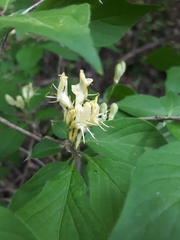 Lonicera chrysantha