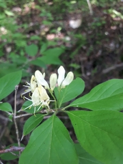 Lonicera chrysantha