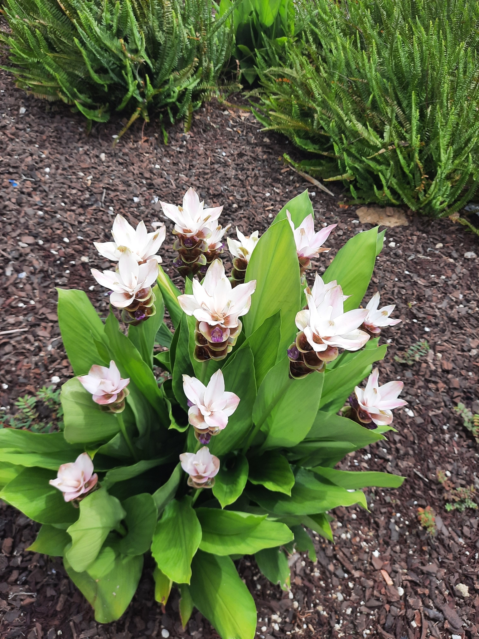 Imagem de Tulipa-do-siam