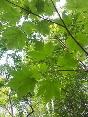 Acer ukurunduense