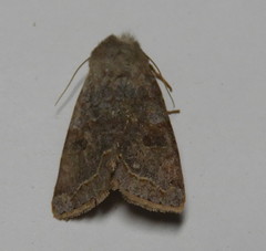 Orthosia revicta