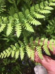 Dryopteris × triploidea