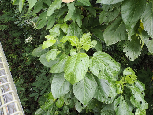 Image of Claoxylon indicum by (c) Lucas Christofides, some rights reserved (CC BY)