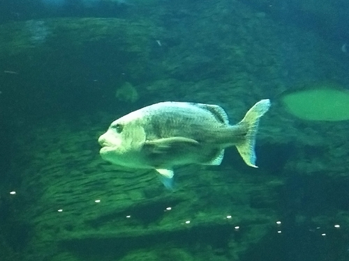 Cymatoceps nasutus