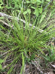 Carex oligocarpa